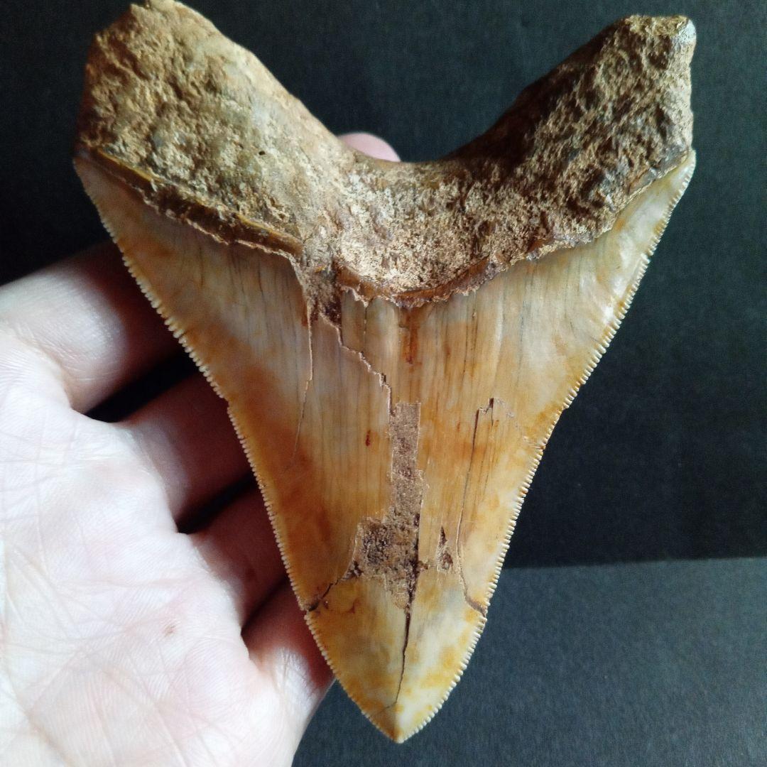 サメの歯　化石標本　メガロドン　イエロー　ナチュラル歯　108mm