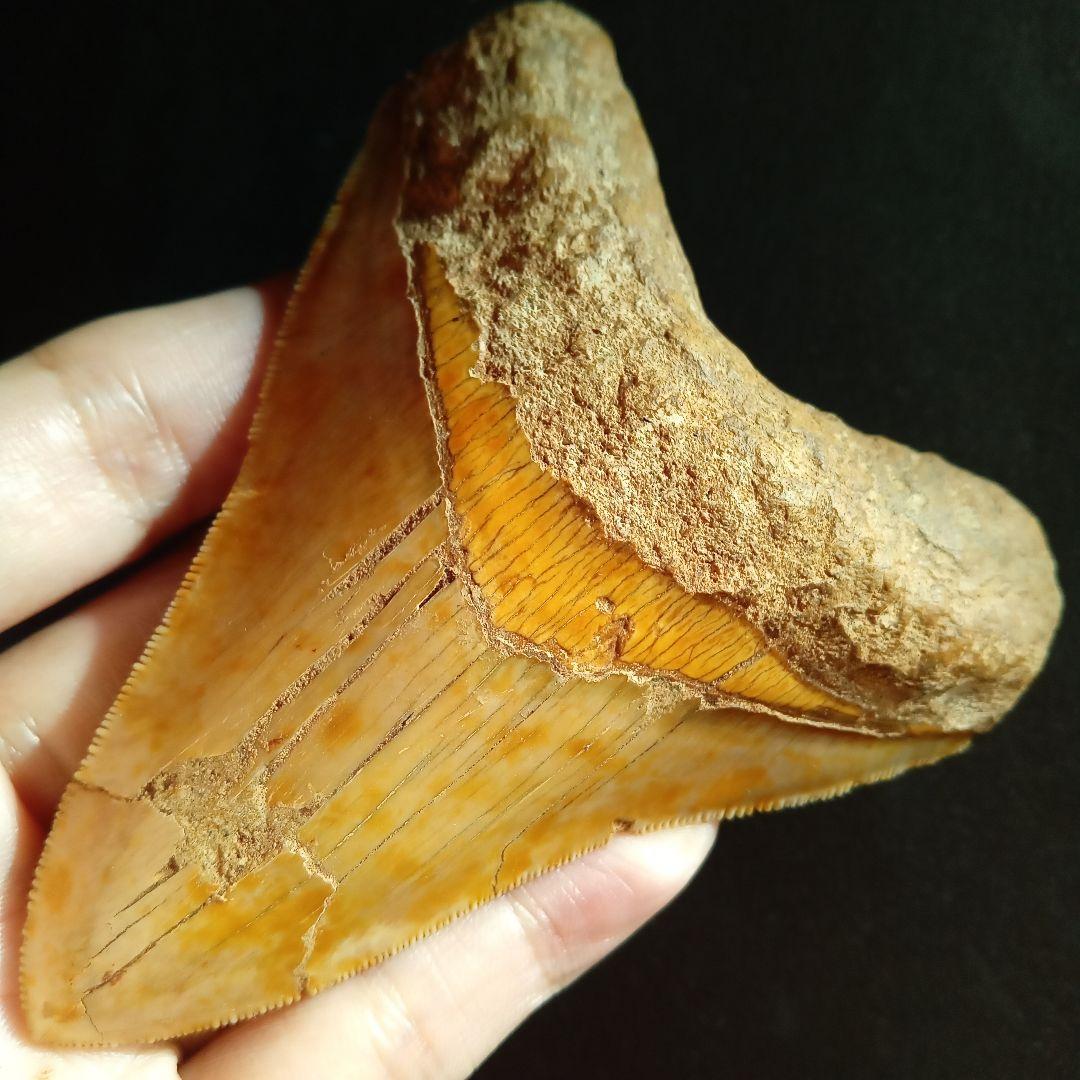 サメの歯　化石標本　メガロドン　イエロー　ナチュラル歯　108mm