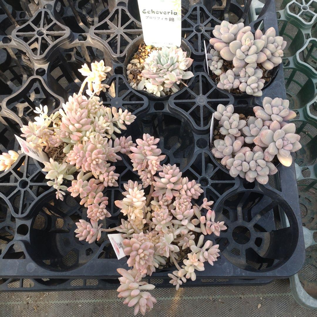 月曜マフ67 ゆうこりんさん専用