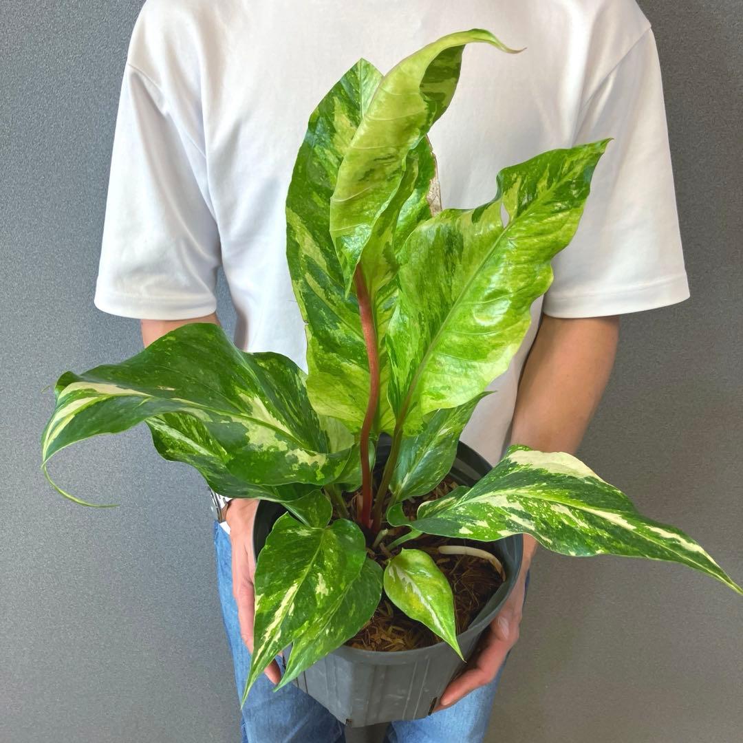 超希少❗️サイズ大❗️アンスリウム　ルネッサンス　斑入り✨