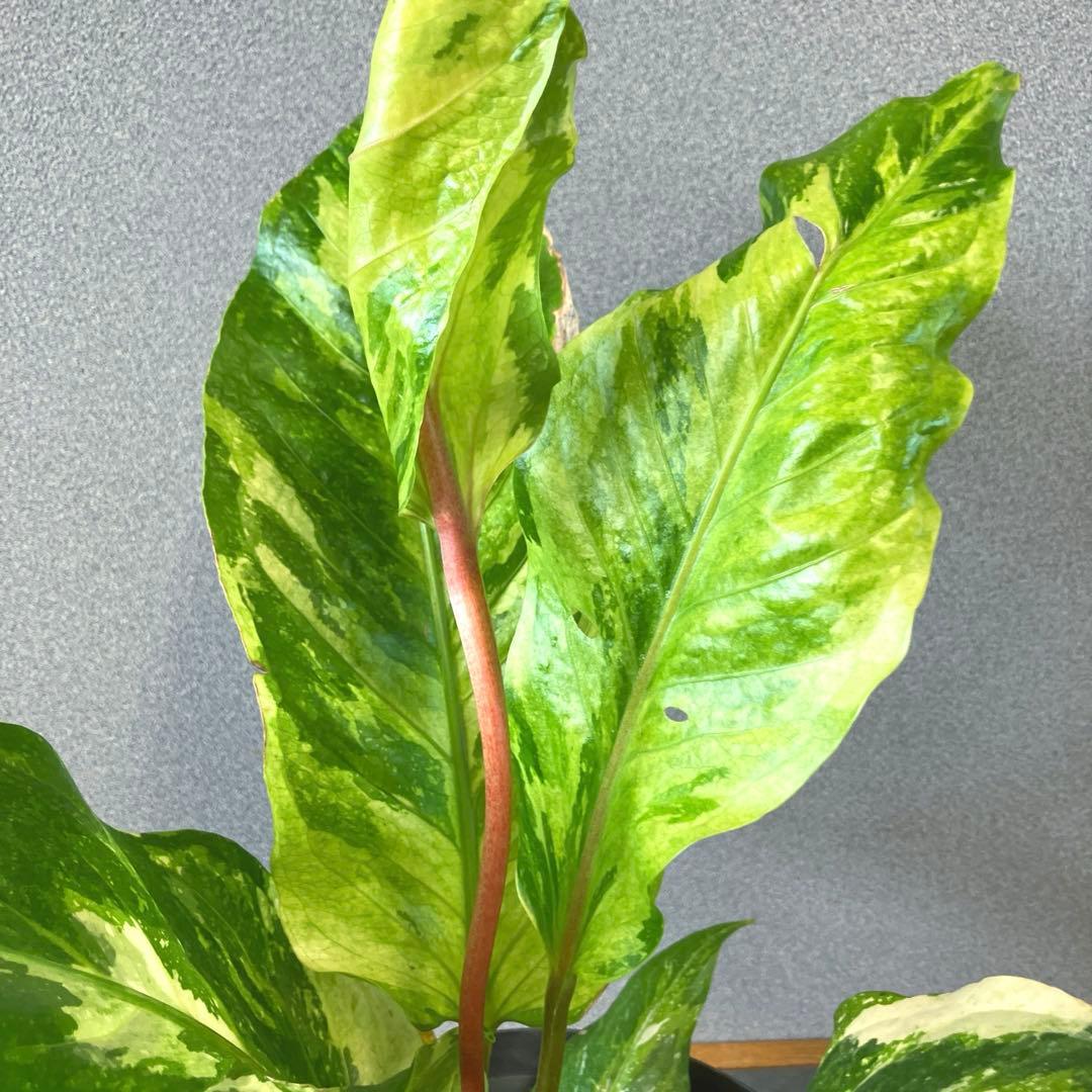 超希少❗️サイズ大❗️アンスリウム　ルネッサンス　斑入り✨