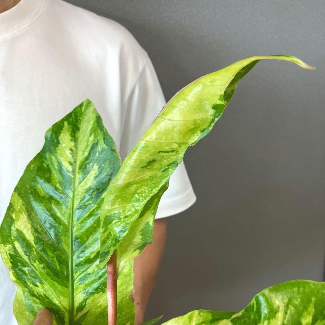 超希少❗️サイズ大❗️アンスリウム　ルネッサンス　斑入り✨