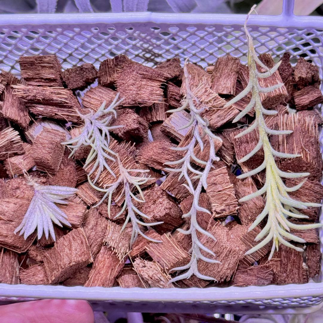 【むぎチョコ】カピラリス ※4点セット