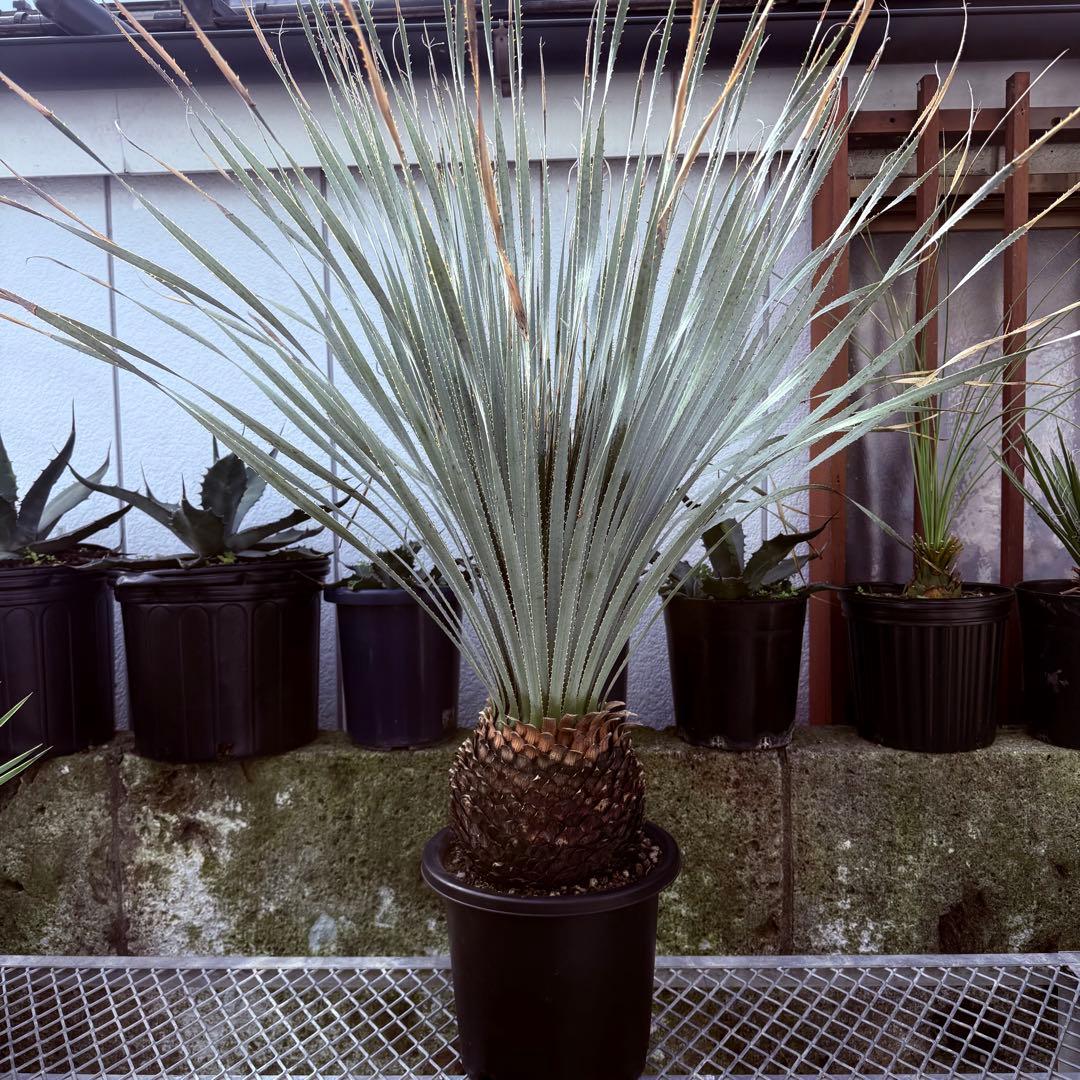 グラウコフィラム　ダシリリオン　観葉植物　ドライガーデン