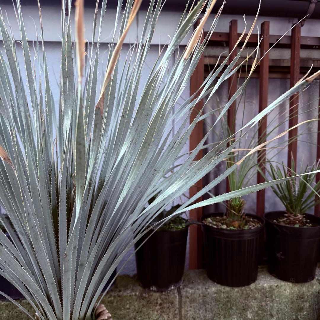 グラウコフィラム　ダシリリオン　観葉植物　ドライガーデン