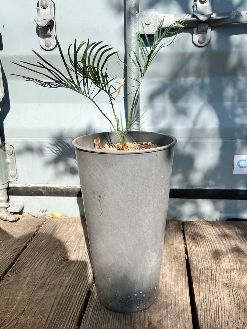 サイカス・カイルンシアナ（Cycas cairnsiana）