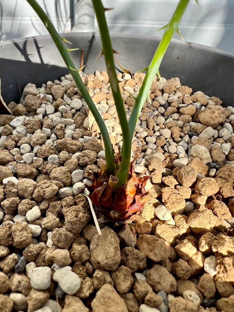 サイカス・カイルンシアナ（Cycas cairnsiana）