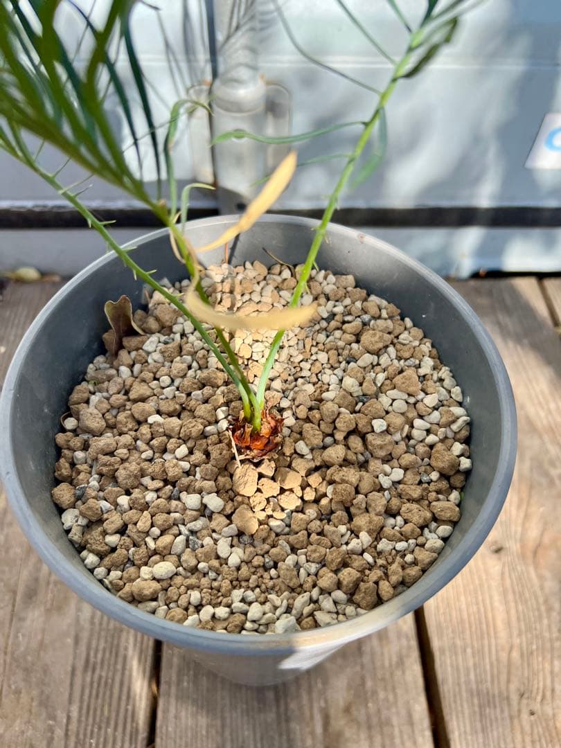 サイカス・カイルンシアナ（Cycas cairnsiana）