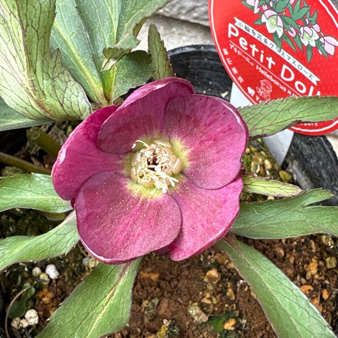 横山園芸　クリスマスローズ　プチドール　ポットごと発送　小輪多花系