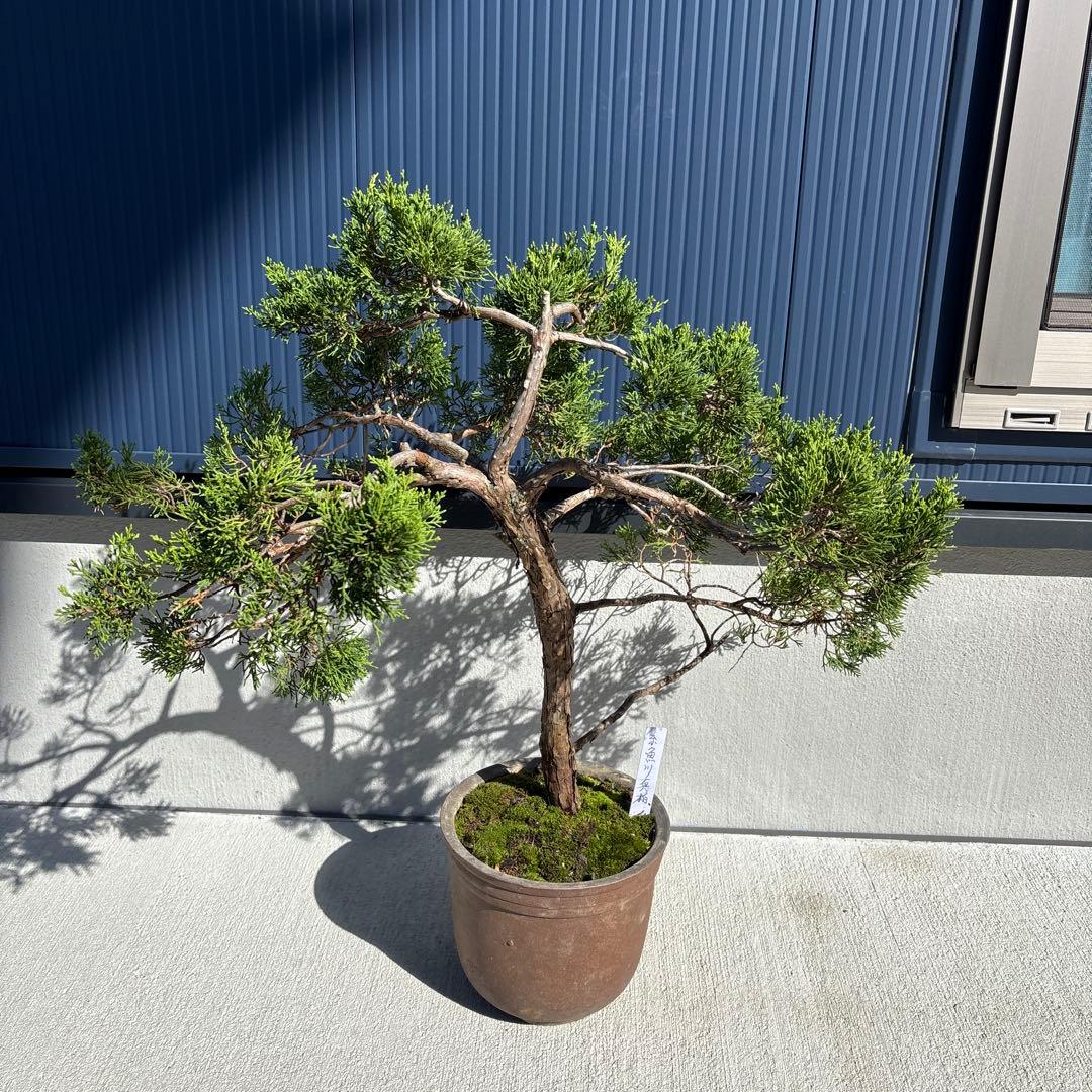 糸魚川真柏　真柏　盆栽