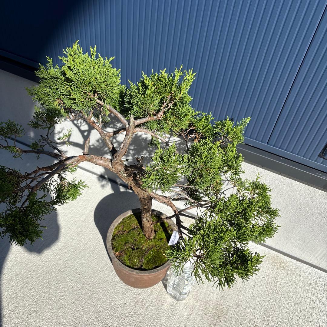 糸魚川真柏　真柏　盆栽