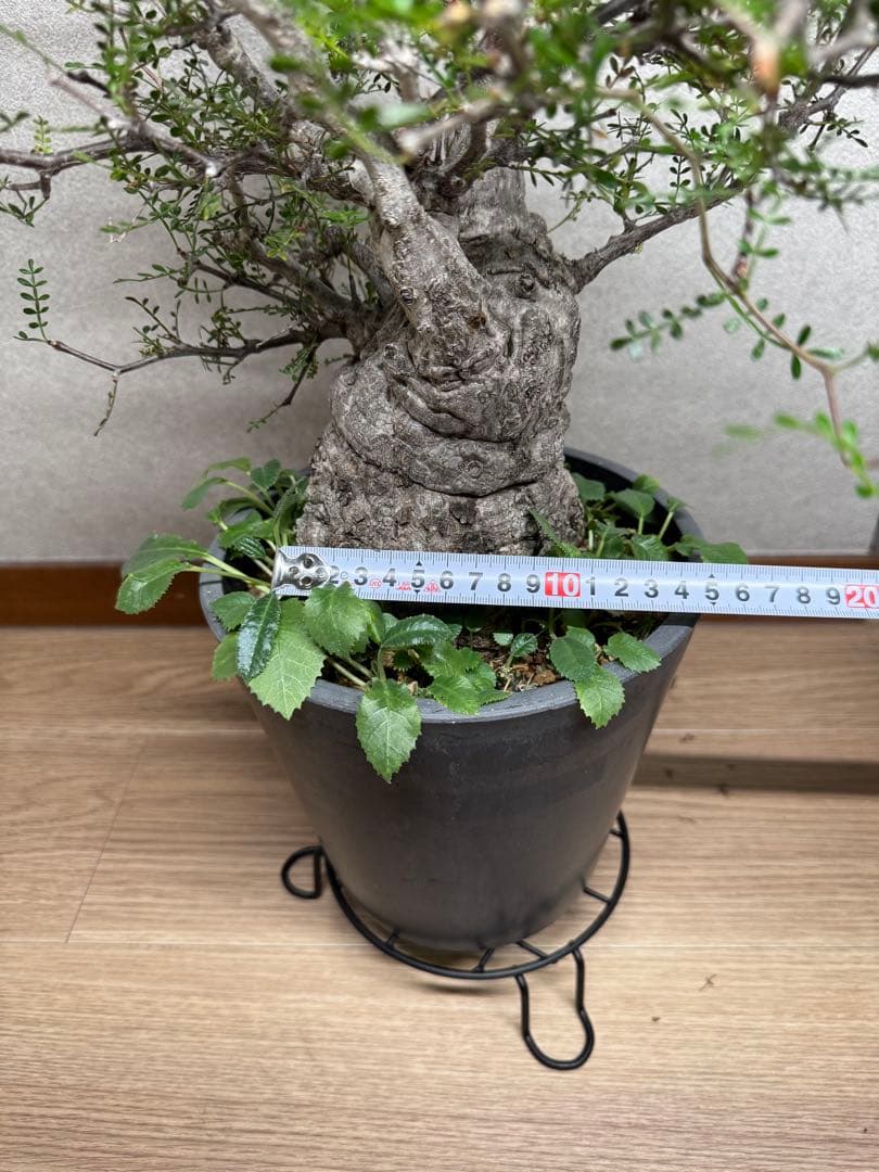 塊根植物・コーデックス Kawasakiz1