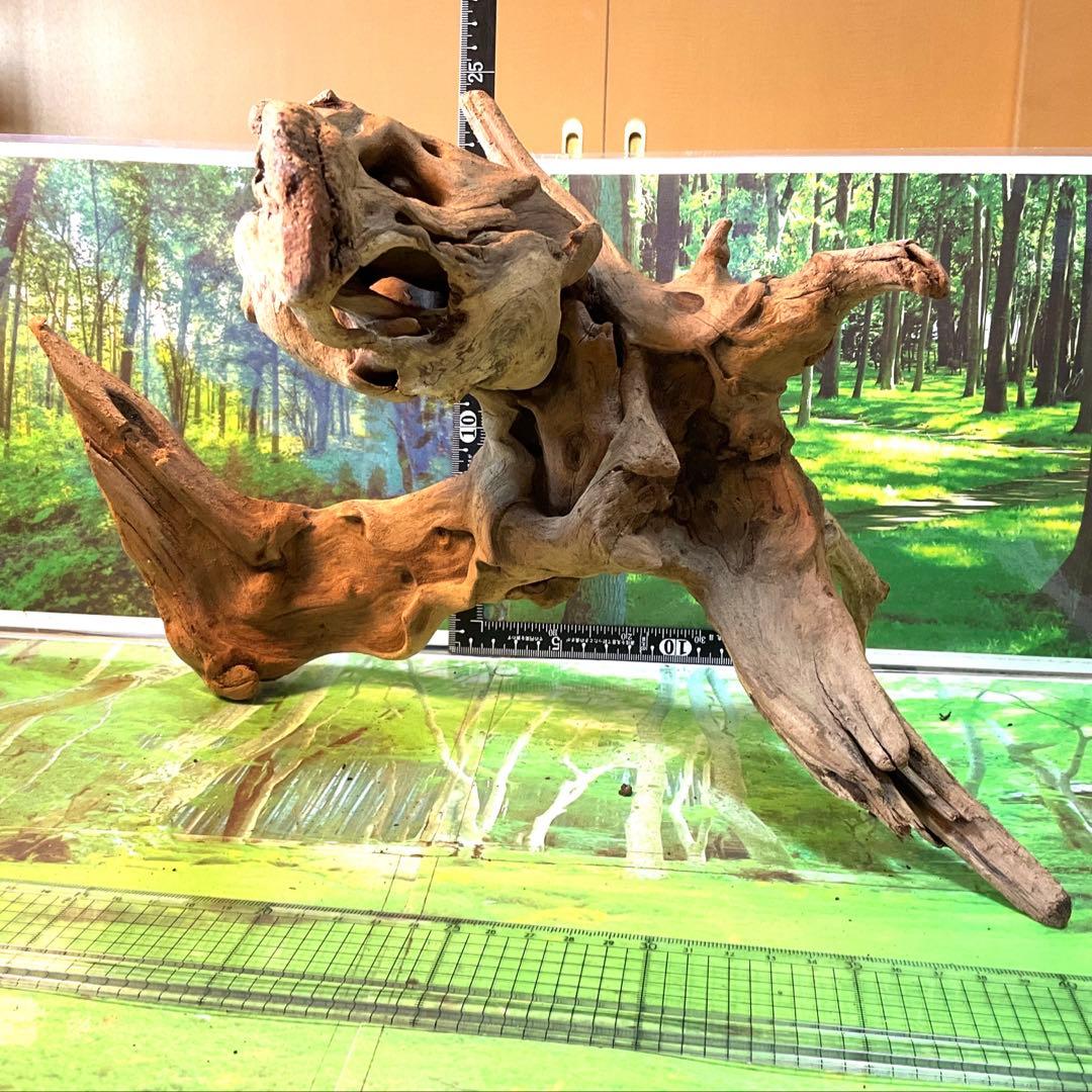 けすけ様　ご提案用　天然水槽用流木　沈水確認済み