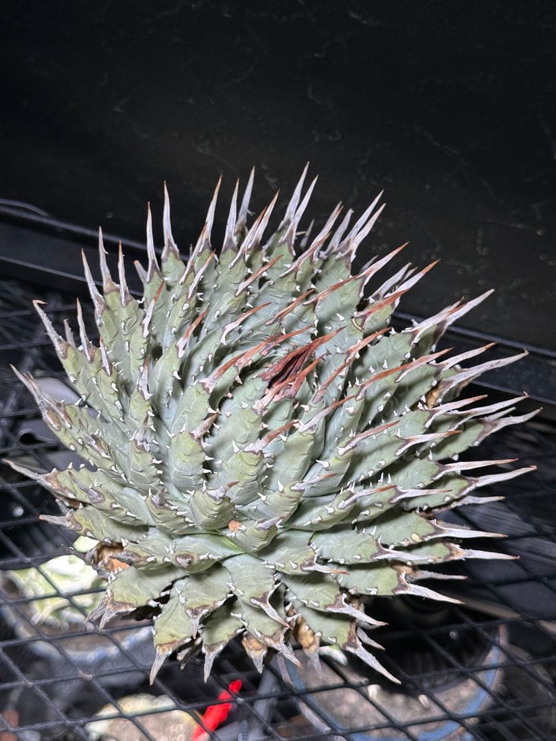 本日より３日間限定セール‼️ アガベユタエンシス　エボリスピナ　ベアルート株