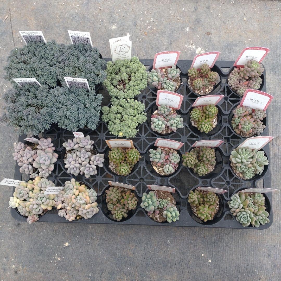 でんでꕤ.·*.さん専用