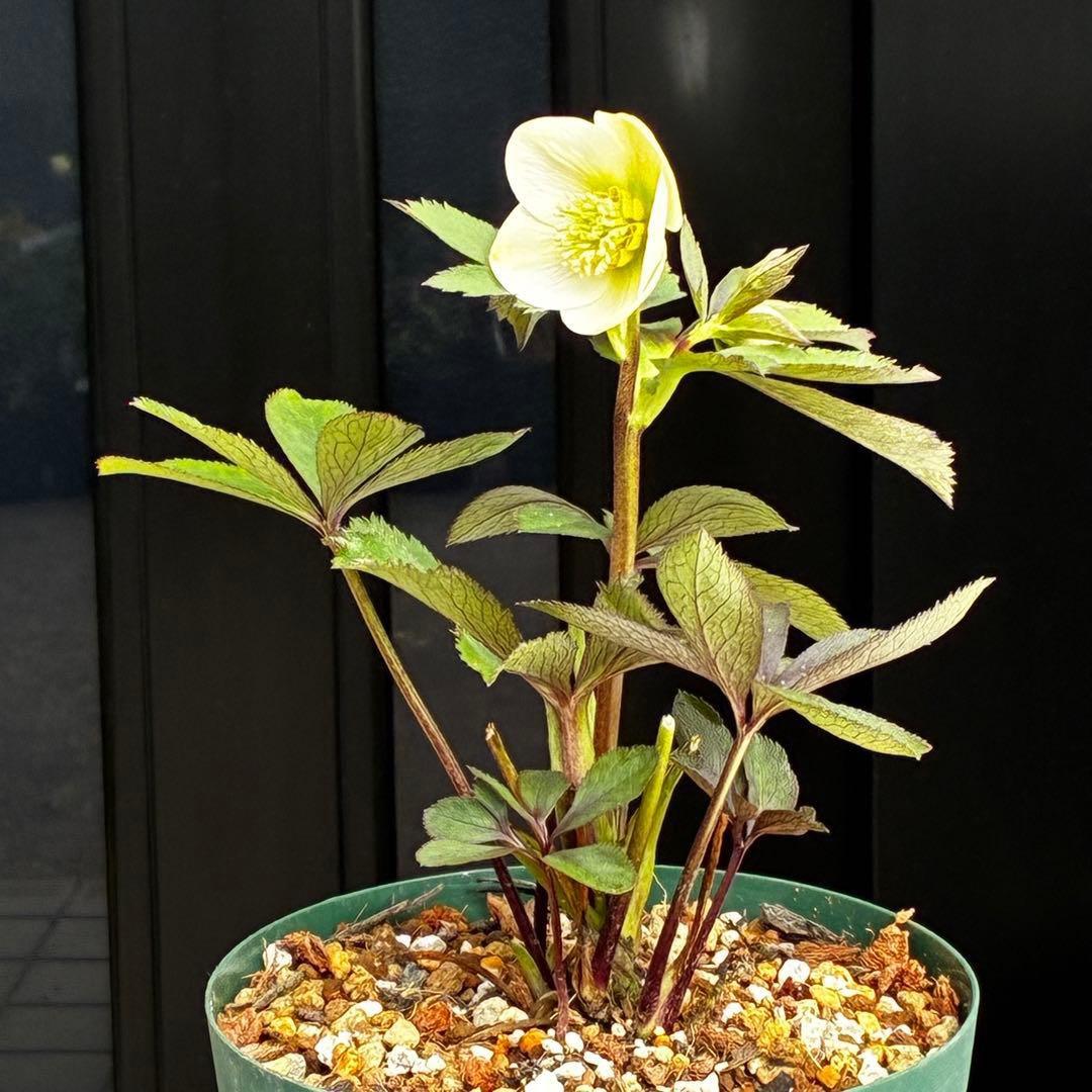 ま*ぎ様 3471☘️花、タグ付き☘️⭐️ポーセリン⭐️繊細柄⭐️小輪⭐️渋葉⭐