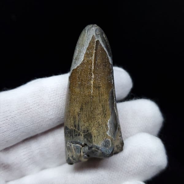 希少 スコミムス 化石 本物 ニジェール産 47.90mm sc7