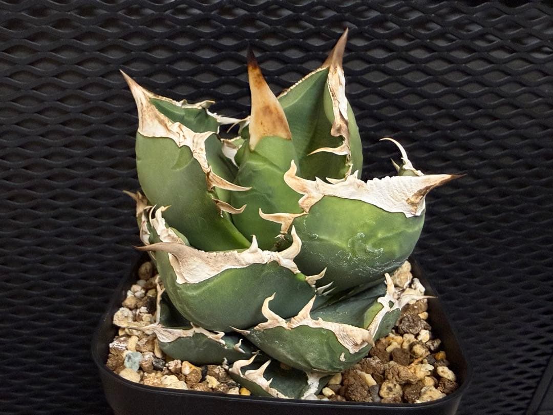 アガベ 白象 子株