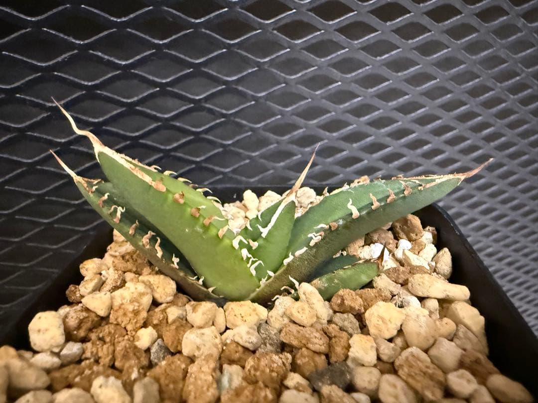 アガベ 白象 子株