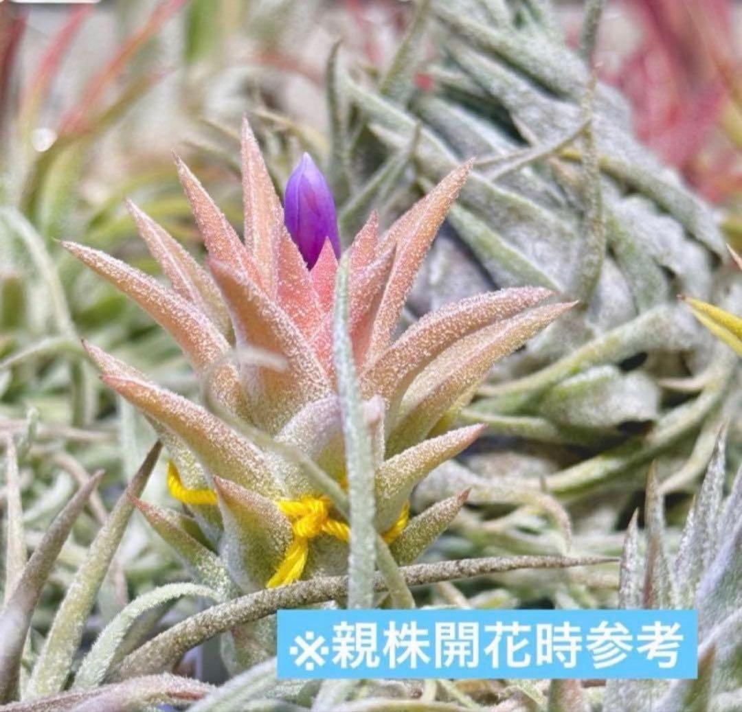 T*5様 T. ‘Hawaiian Peach’(バンハイニンギー)