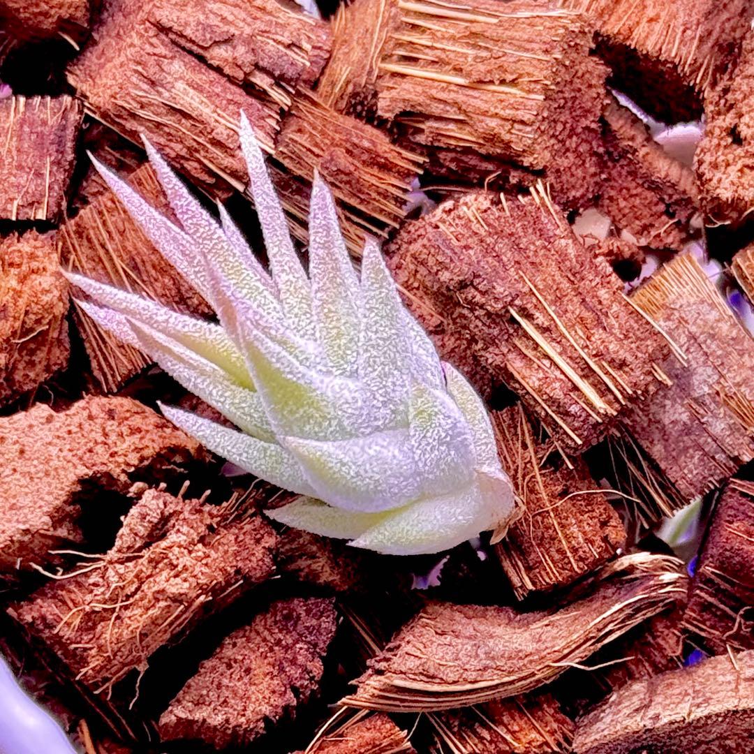 T*5様 T. ‘Hawaiian Peach’(バンハイニンギー)