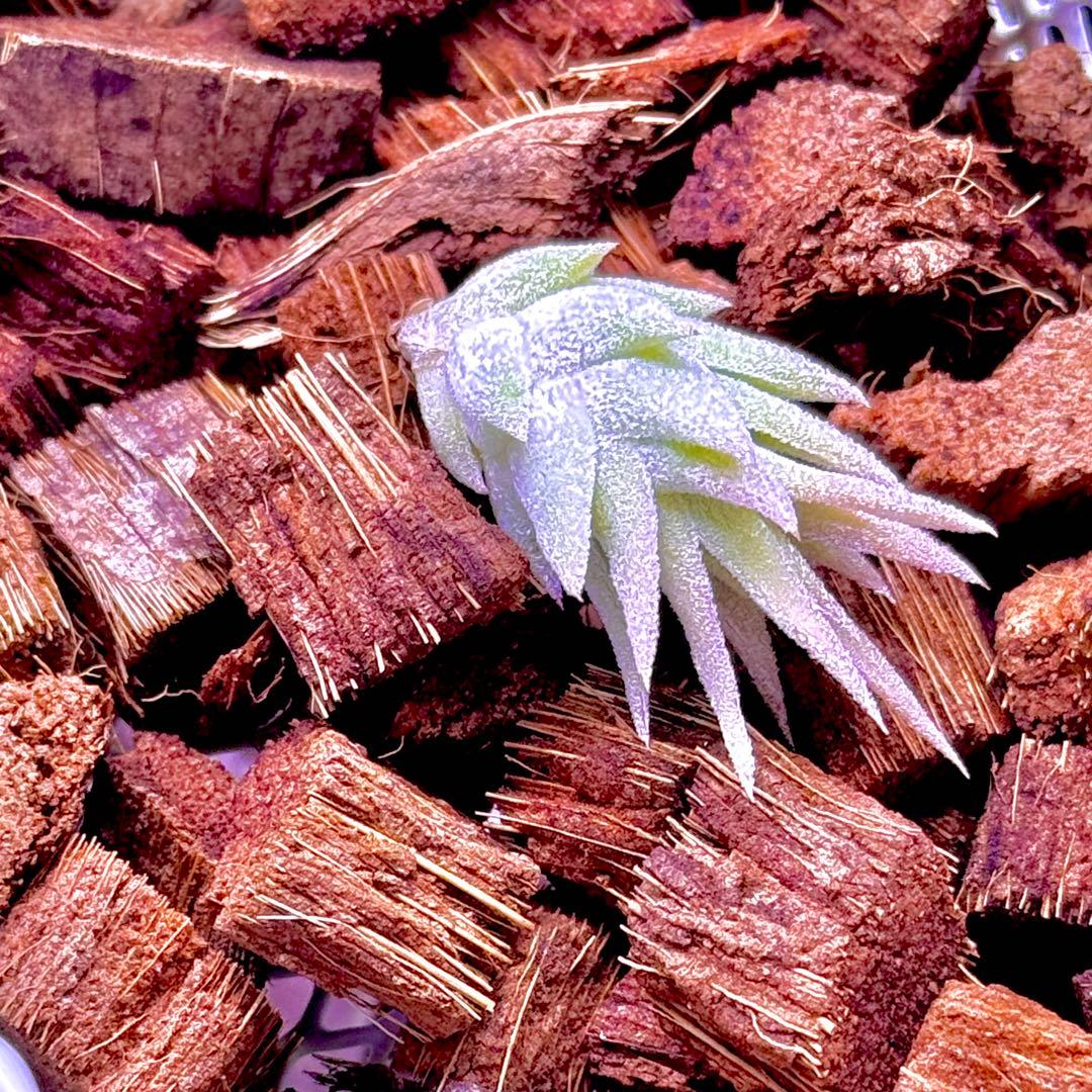 T*5様 T. ‘Hawaiian Peach’(バンハイニンギー)