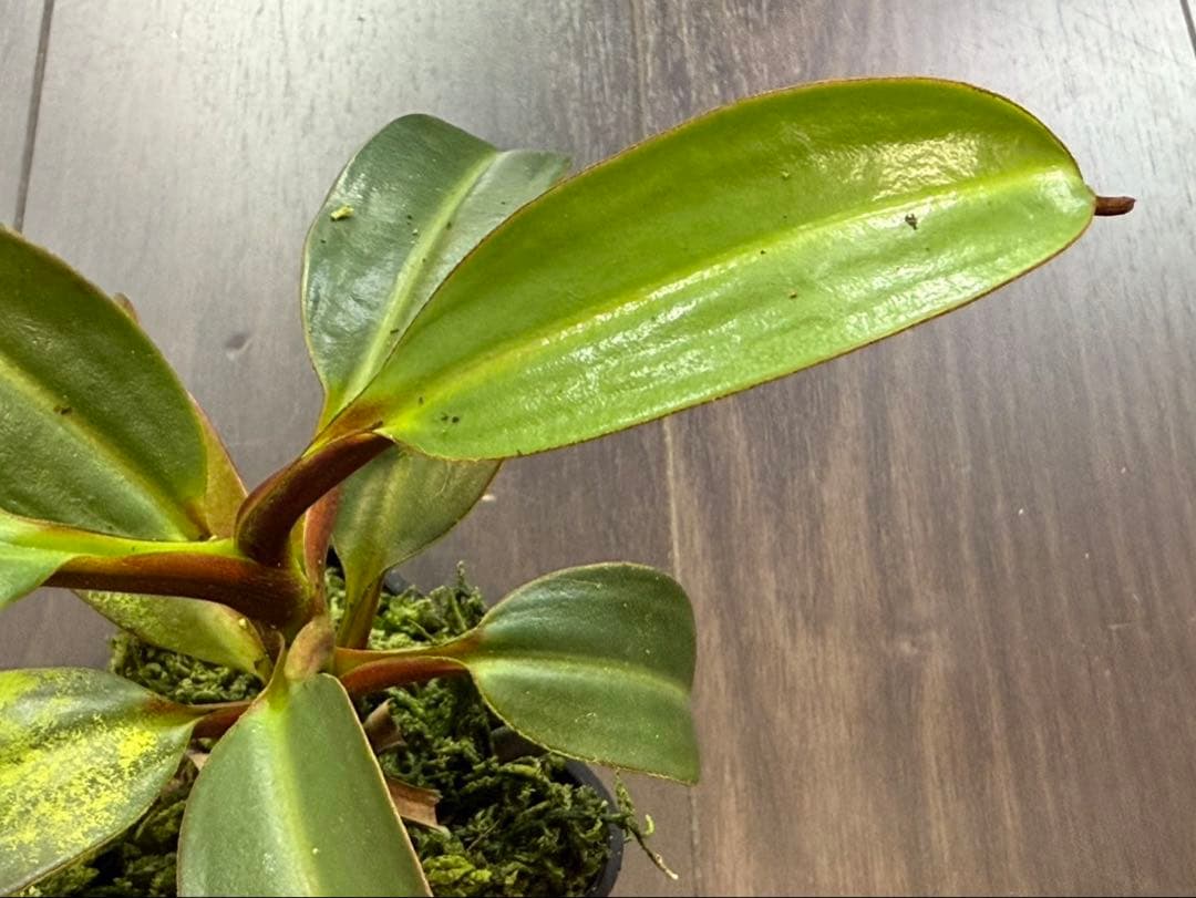 食虫植物N. edwardsiana Tambuyukon