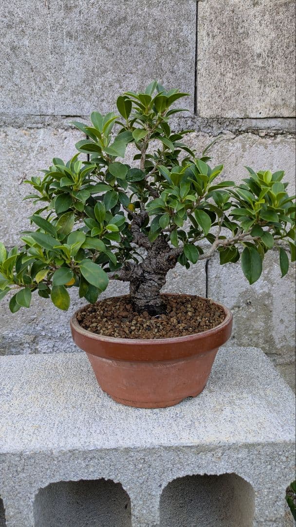 小葉ガジュマル　イボ肌