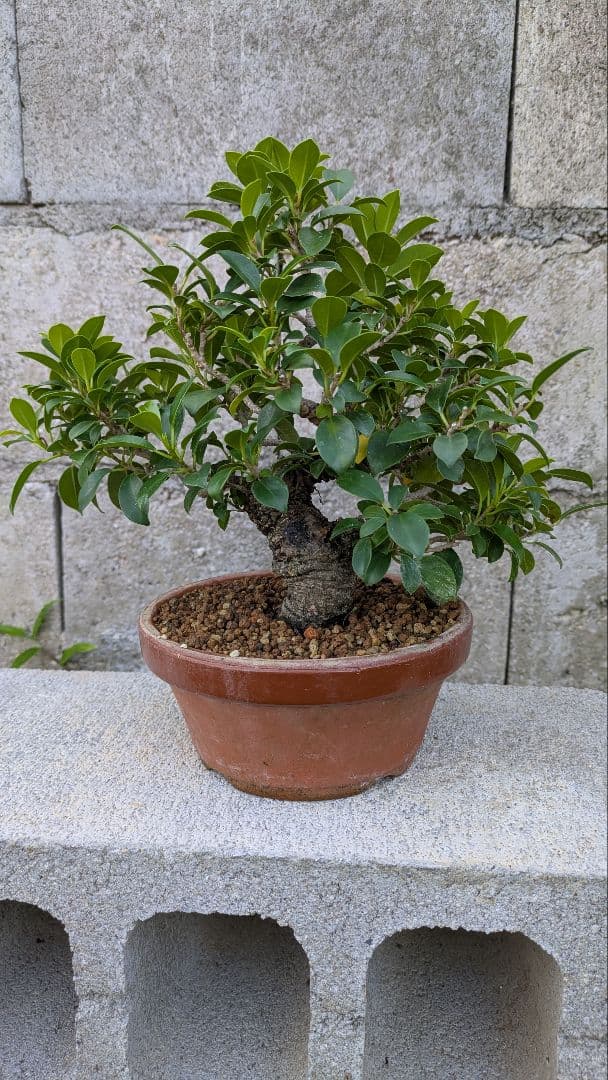 小葉ガジュマル　イボ肌