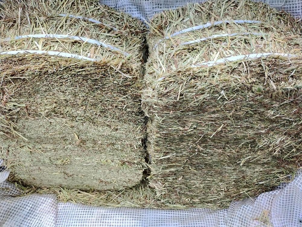 カナダ産 チモシー 50kg スーパープレミアム １番刈り