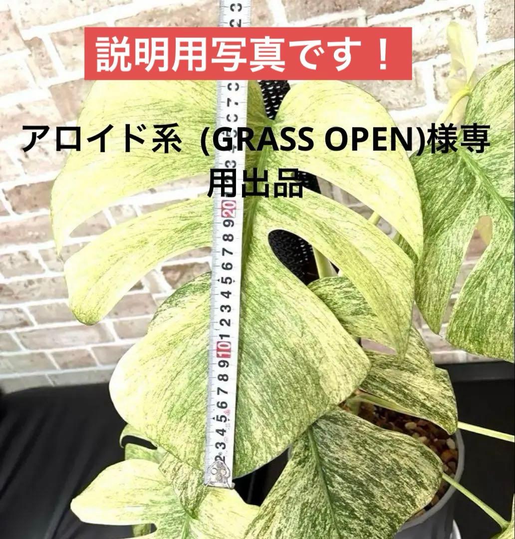 専用商品　モンステラ・ボルシギアナ　フルミント　１