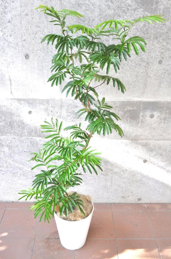 エバーフレッシュ 155cm 10号 S-shaped tree form