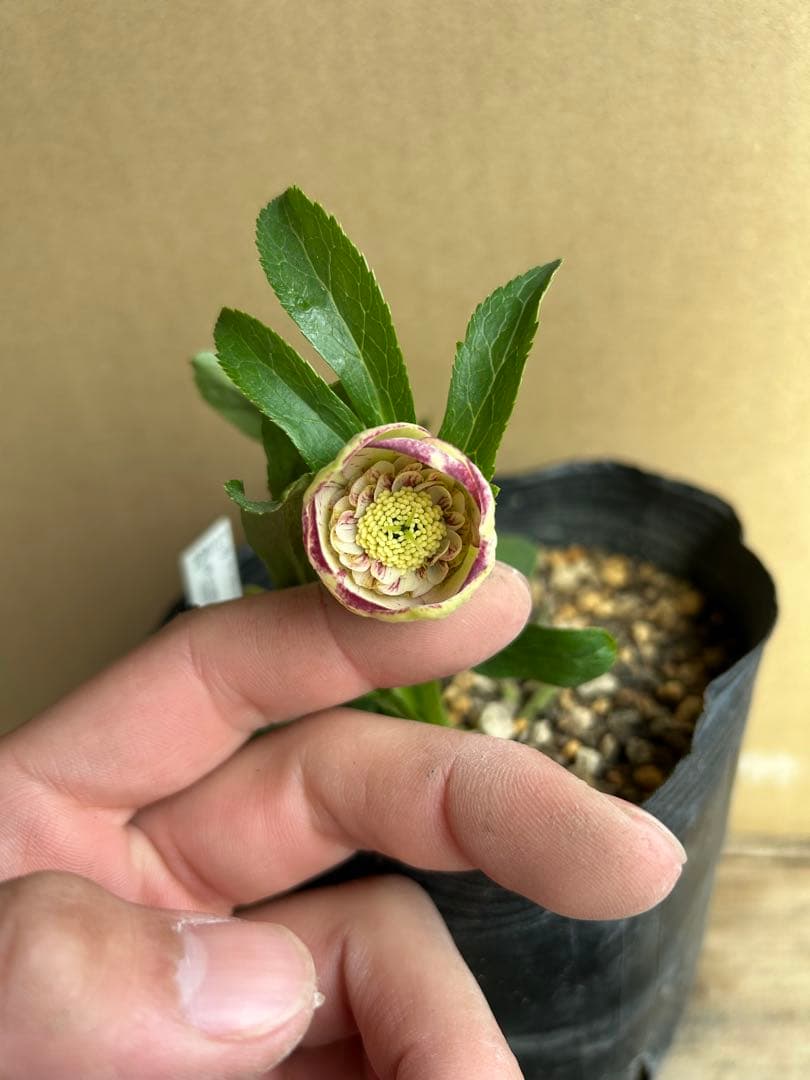 加藤農園 クリスマスローズ モーリー系 同梱推奨