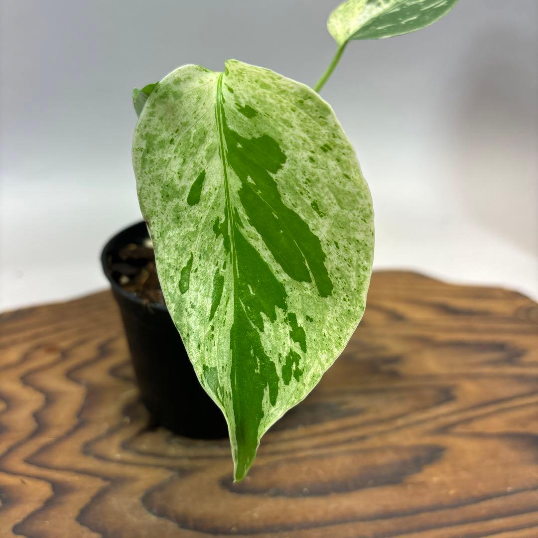 Y*_様 モンステラ・フシギダネ　順化済み 斑入り