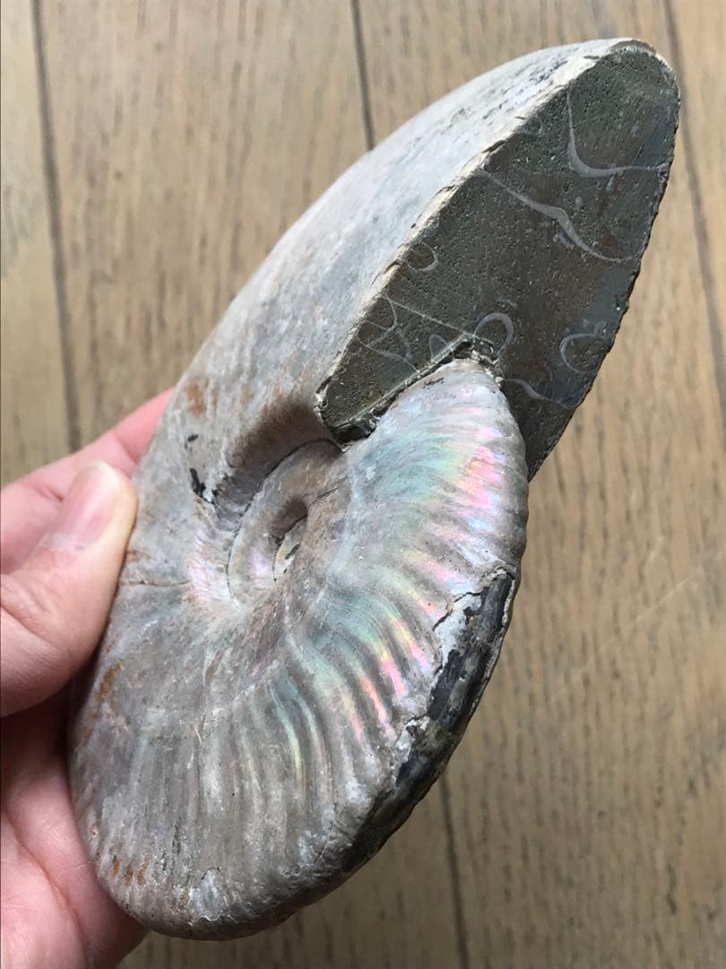 【限定価格】マダガスカル産　アンモナイト化石青（クリオニセラス）大サイズ