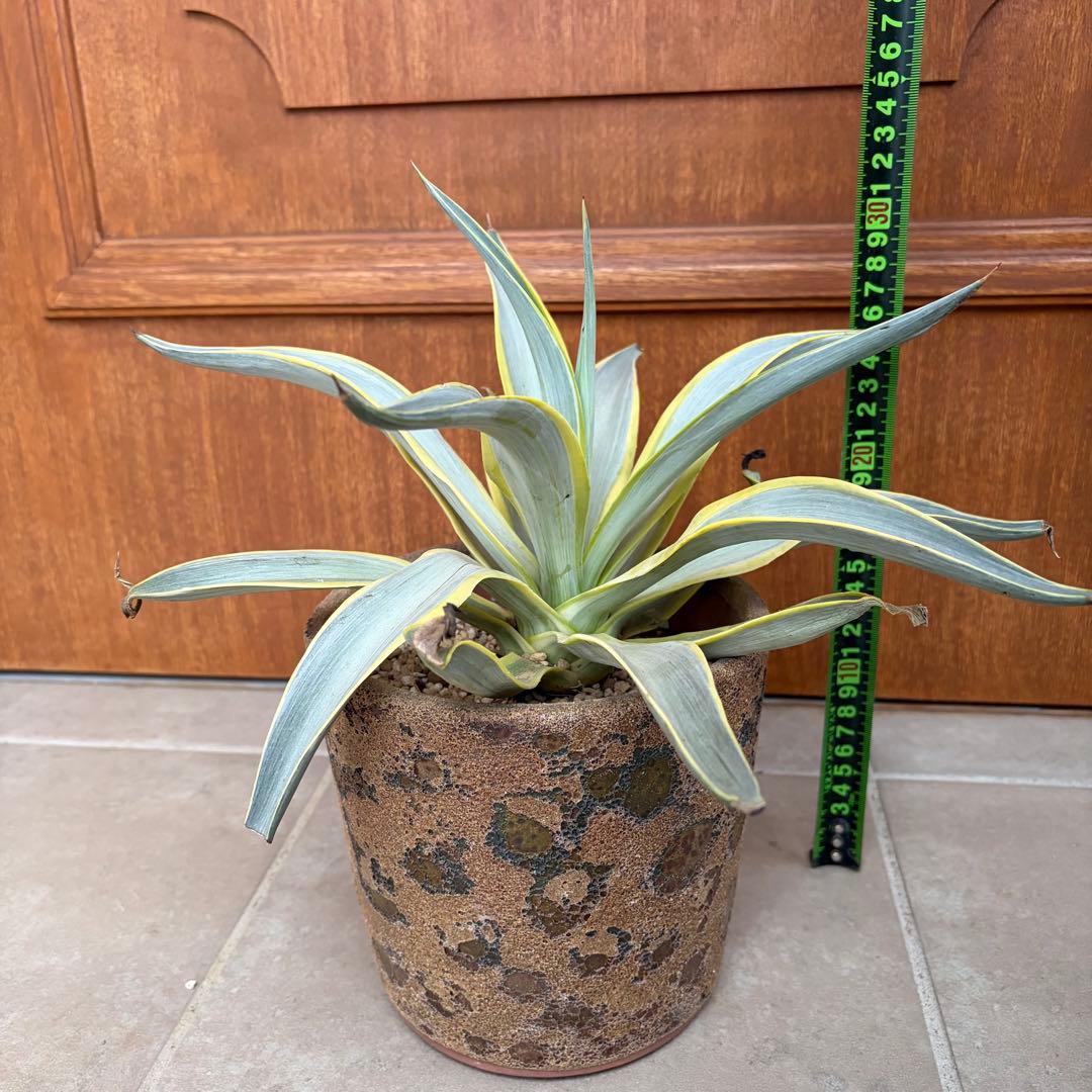 【超希少】　【特大親株】　【銀河旅人】　アガベ　ブルームーン　デスメティアーナ