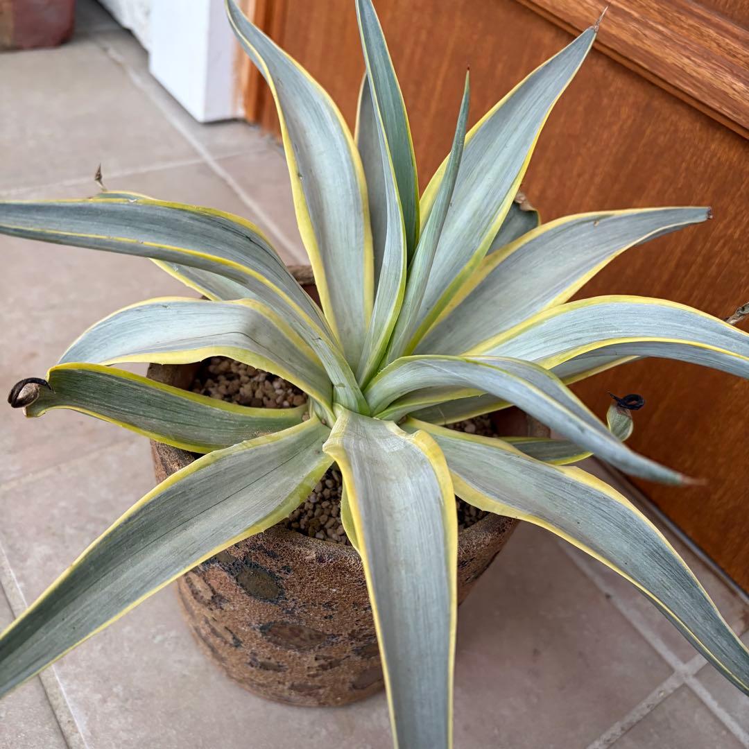 【超希少】　【特大親株】　【銀河旅人】　アガベ　ブルームーン　デスメティアーナ