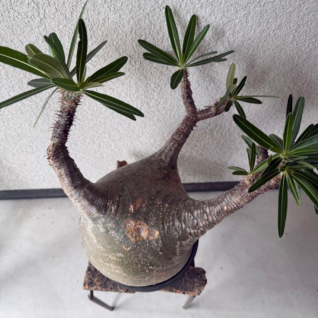 【現地球・発根済み】パキポディウム・グラキリス 極太塊根 迫力のフォルム