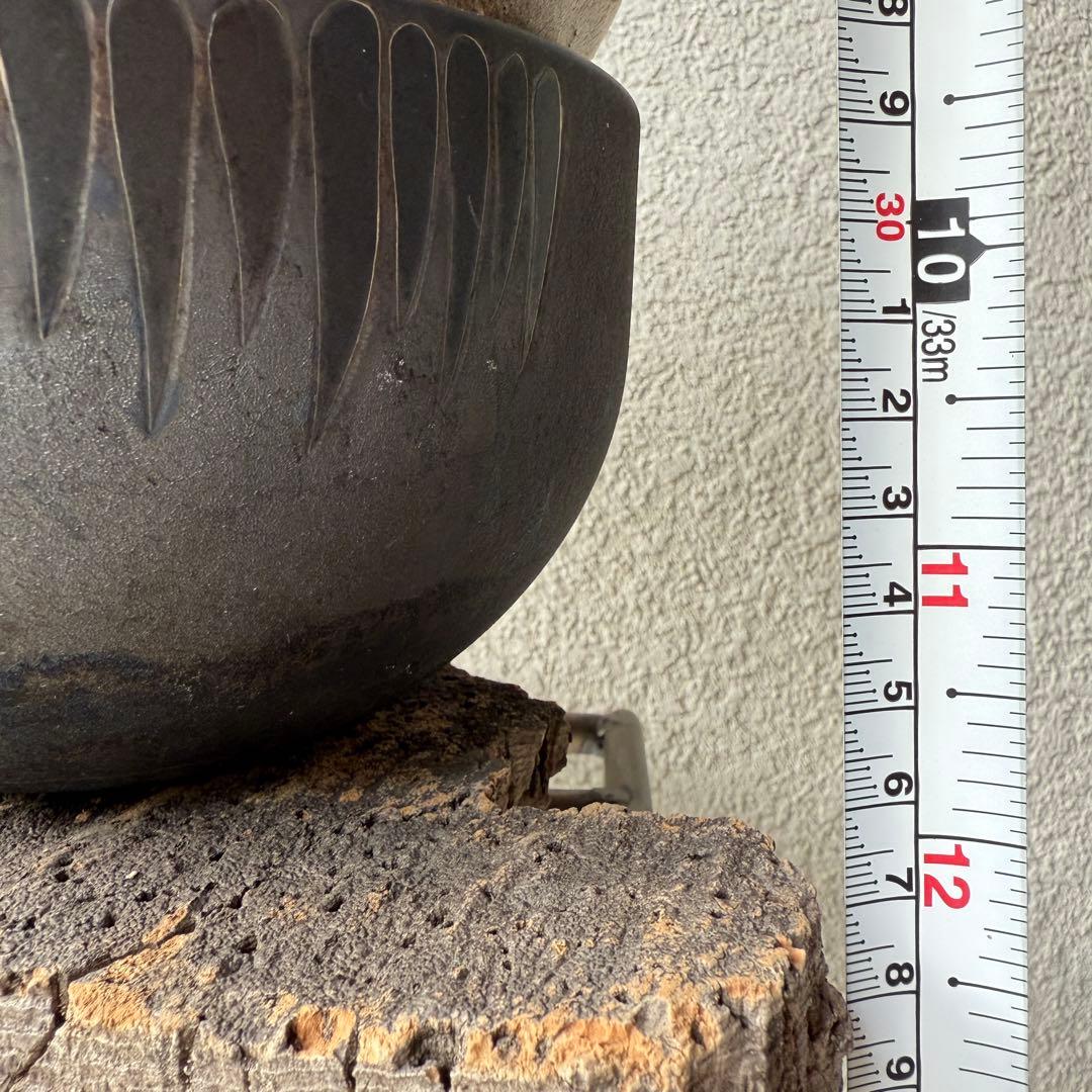 【現地球・発根済み】パキポディウム・グラキリス 極太塊根 迫力のフォルム