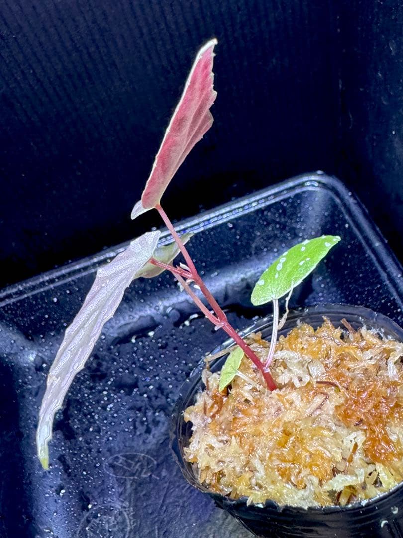 Begonia ベゴニアsp.雪の宿【LA0217-01】　原種