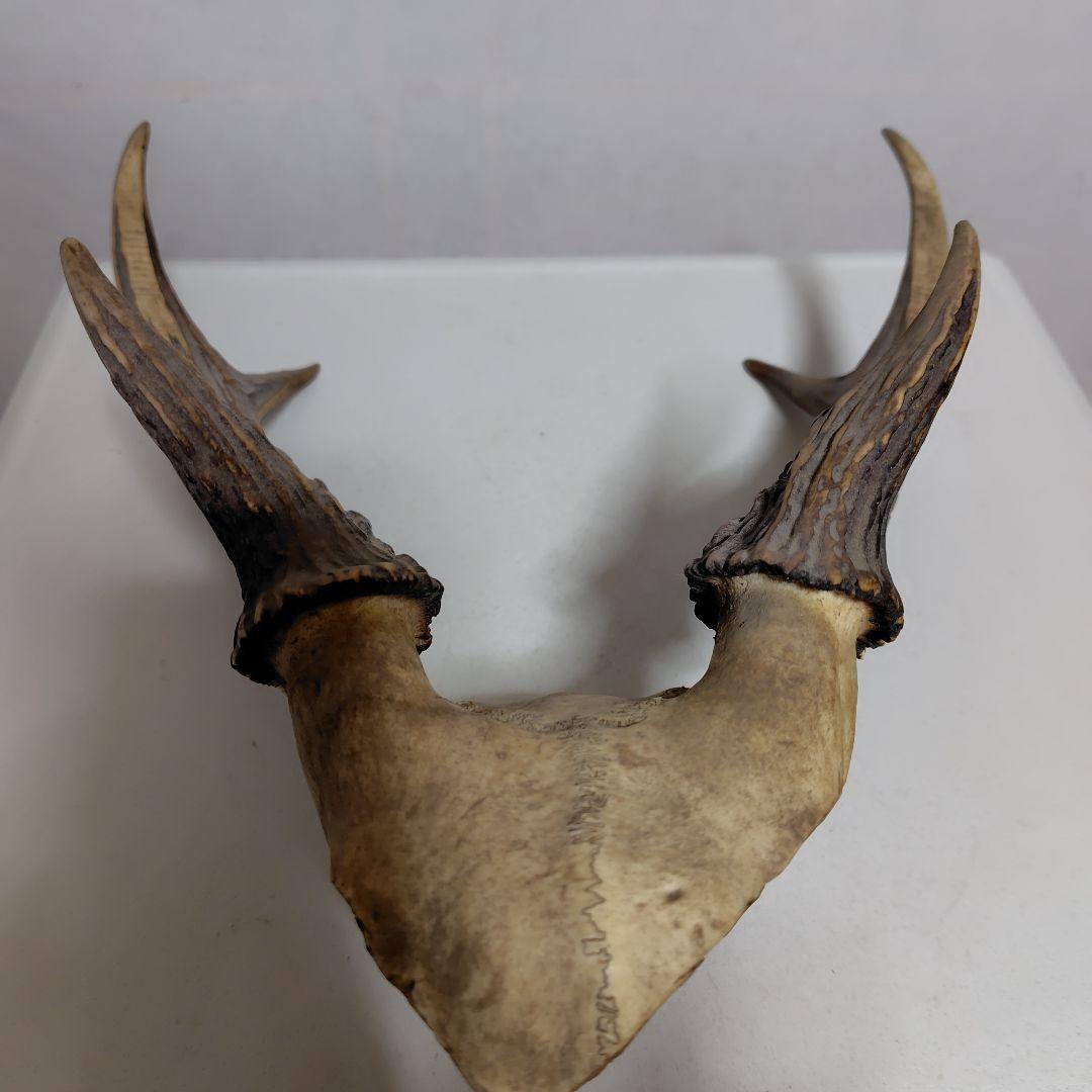 鹿の角、本物です。ディスプレイにお勧めです。