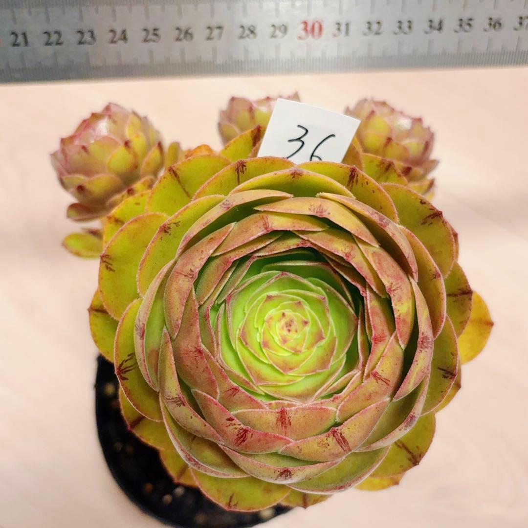 36#植物アエオニウム❤️ハロウィンブラック糸引き锦❤️1大頭3小頭14cm拨き苗