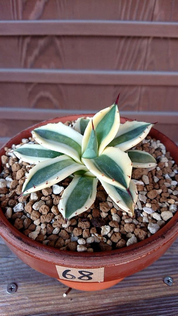 フラワー・ガーデニング Agave applanata 'Butter Cream' 68