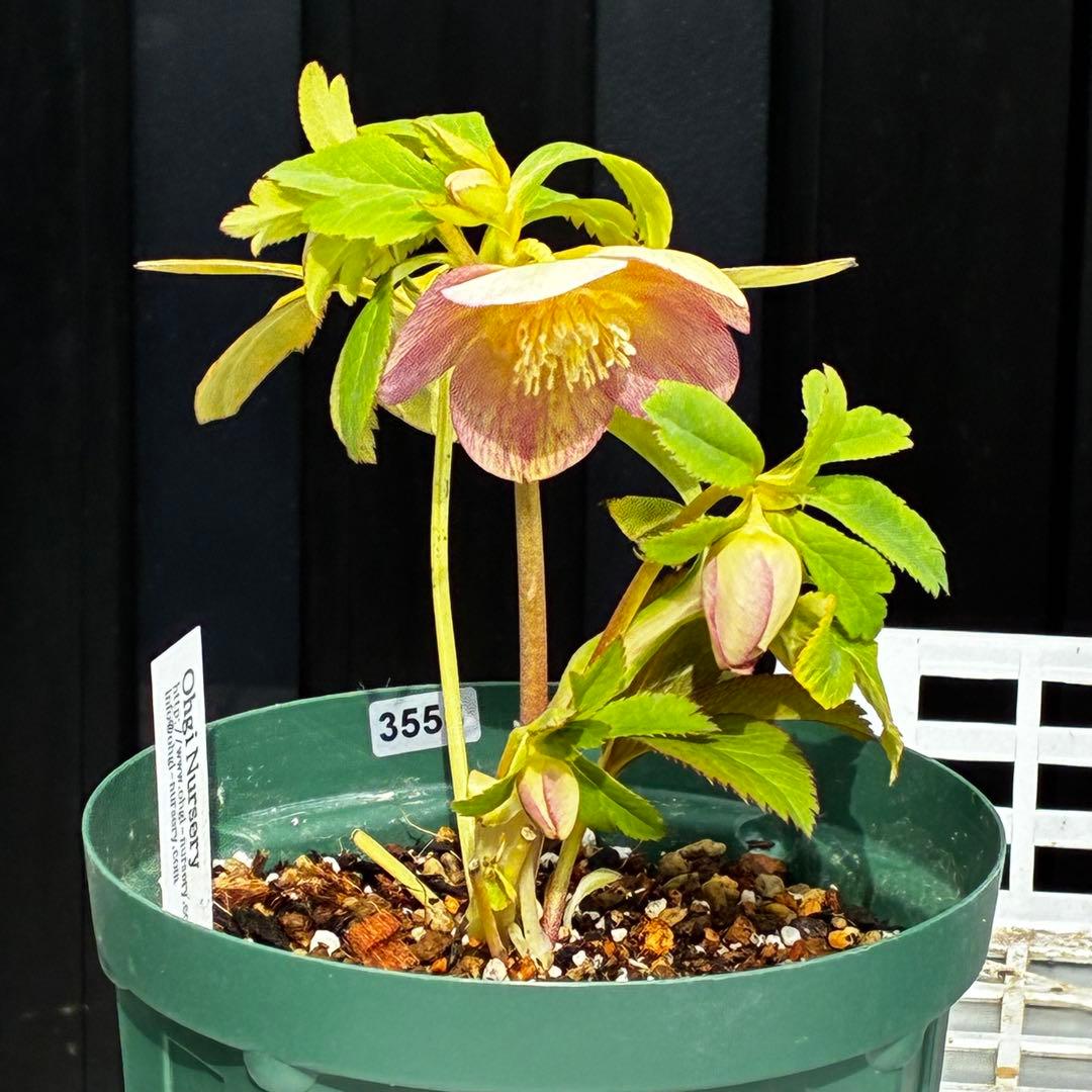 558☘️ラスト2☘️蕾花タグ付☘️極上☘️唯一無二☘️⭐️SD⭐️蜃気楼⭐️ファンタジーカラー