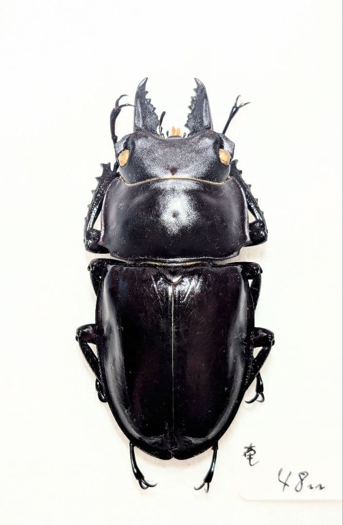 奄美　アマミマルバネ