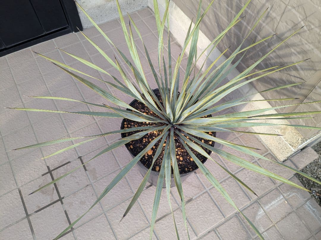 ユッカロストラータ 2023.5播種 国内実生2株セットNo.26