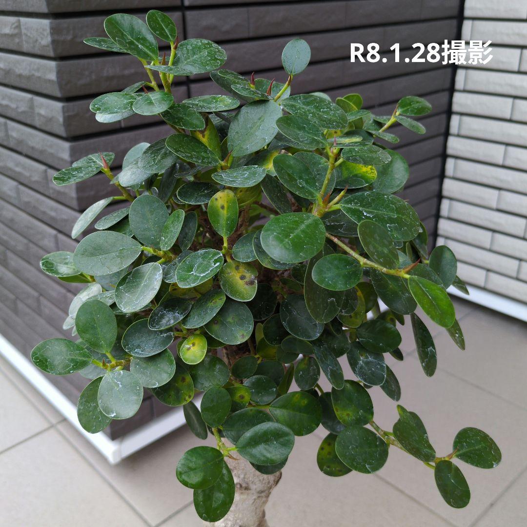 観葉植物　パンダガジュマル　８号ポット　多幸の木　Ｂ