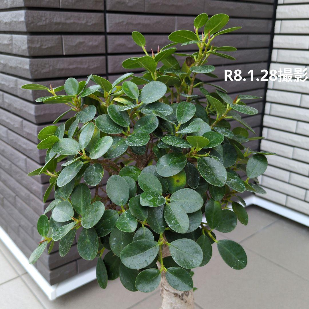 観葉植物　パンダガジュマル　８号ポット　多幸の木　Ｂ