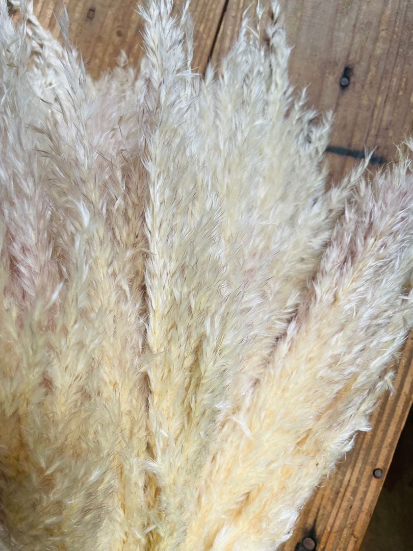 1月分　パンパスグラス　240本