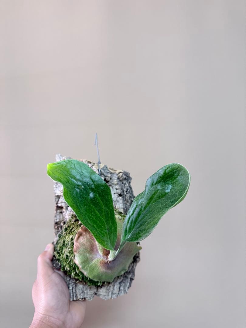 P. hillii 'Dragon Scale' ①子株ビカクシダ　良型サイズ